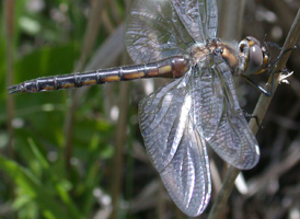 Slender Baskettail